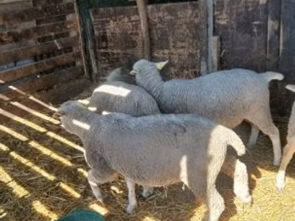 Sheep, Sheep