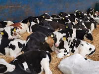 公牛, Red-spotted breed — 照片 8