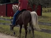 Cheval, Rocky Mountain Horse — photo 7