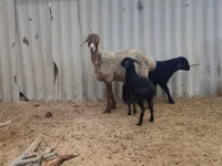 نعجة, Arashan sheep — الصورة 1