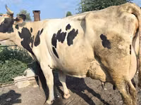 Kuh, Swiss cattle — Foto 5