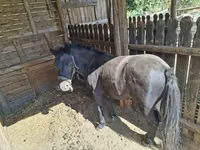 公马, Horses — 照片 2