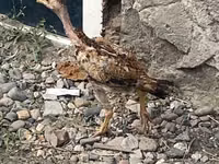 इंडियन गेम — फ़ोटो 4