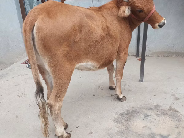 Vache, Bovins