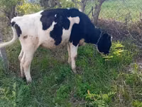 بقرة, Russian Black pied cattle — الصورة 2