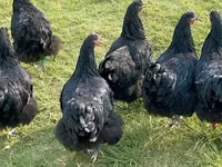 Australorp — photo 8