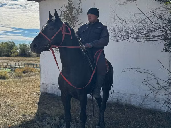 Конь, Казахская лошадь