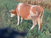 Cow, Cast cow — photo 4