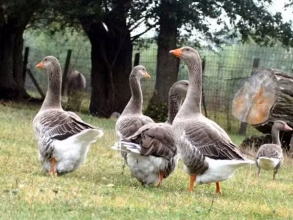 Graue und graugescheckte dänische Gans