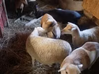 Brebis, Cameroon sheep — photo 1