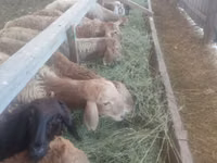 Brebis, Moutons — photo 2