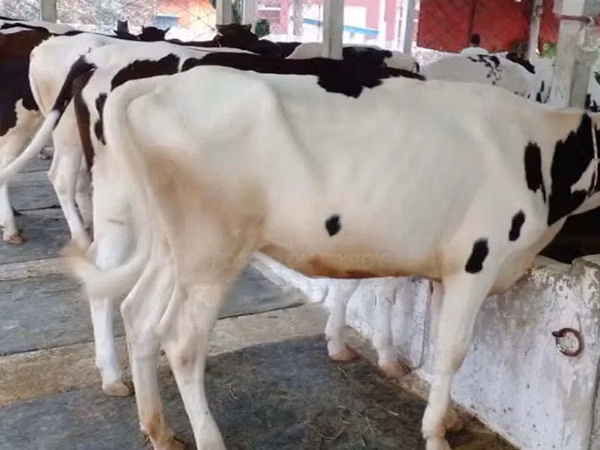 Kuh, Holstein-Rasse