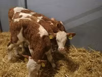 Bulle, Simmental cattle — Foto 4