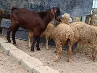 Boucs, Damask goat — photo 4