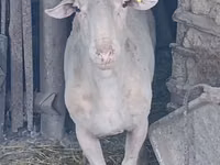Bélier, Assaf sheep — photo 4