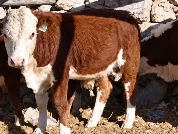 Bovinos (lote, sexo no especificado), Vaca kazaja de cabeza blanca