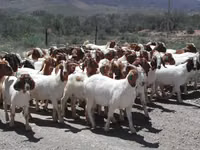 Chèvres (lot, sexe non indiqué), Boer goat — photo 3