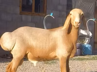 Bélier, Arashan sheep — photo 2