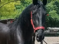 فرس, Friesian — الصورة 2