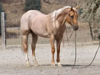 حصان, Quarter Horse — الصورة 5