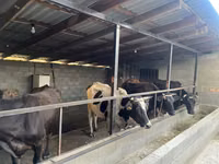 بقرة, Russian Black pied cattle — الصورة 2