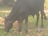 Toro, Brahman — foto 2