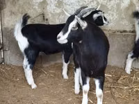 Chèvre, Alpine goat — photo 7