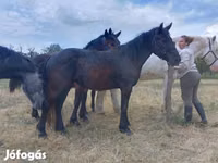 Jument, Chevaux — photo 1