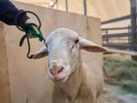 公羊, Lacaune sheep — 照片 2