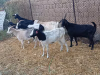 Boucs, Saanen goat — photo 2