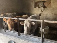 Vache, Russian Black pied cattle — photo 2