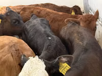 أبقار (دفعة، الجنس غير محدد), Simmental cattle — الصورة 4