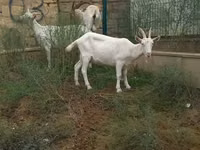 Cabras (lote, sexo no especificado), Cabras — foto 3