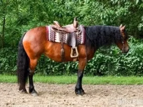 Jument, Friesian