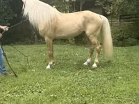 Cheval, Rocky Mountain Horse — photo 7