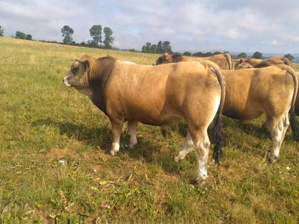 公牛, Aubrac cattle