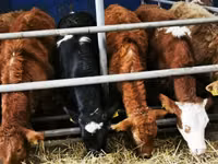 Bovinos (lote, sexo no especificado), Simmental cattle — foto 7