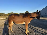 Cheval, Mule — photo 2