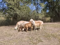Carnero, Afghan Arabi sheep — foto 8