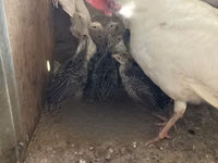 Turkeys — 照片 7