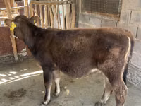 Cow, Cattle — photo 2