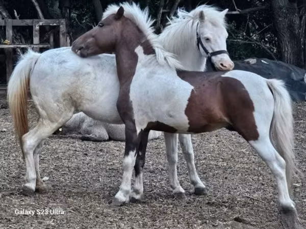 母马, Welsh Mountain Pony