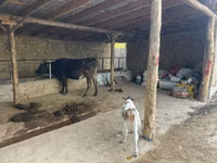 Kuh, Swiss cattle — Foto 1