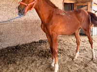 公马, Anglo-Arabian — 照片 3
