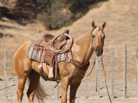 公马, Quarter Horse — 照片 6