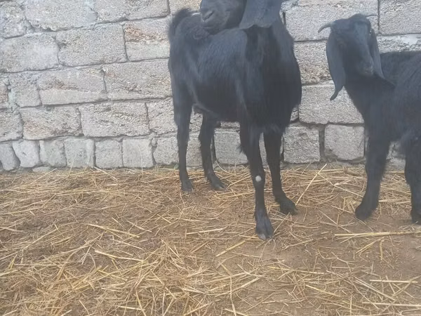 عنزة, Damask goat