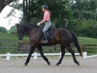 公马, Percheron — 照片 8