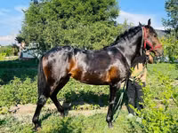 公马, Swedish warmblood horse — 照片 8
