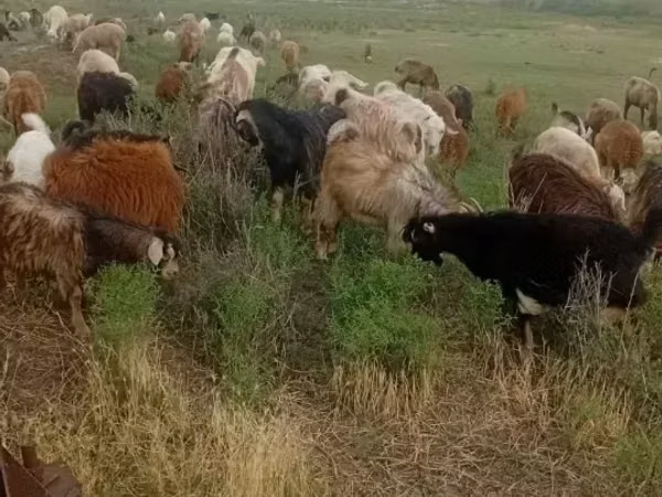 Goat, Goats