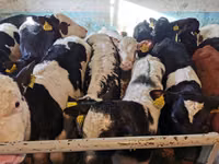 公牛, Cattle — 照片 2